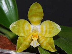 Phalaenopsis amboinensis v. flava species