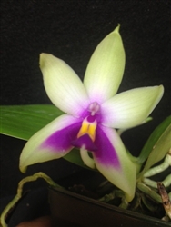 Phalaenopsis bellina