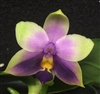 Phalaenopsis (bellina 'Jungle', x sib '#2') x bellina v. coerulea