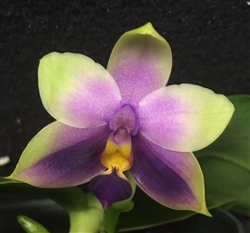 Phalaenopsis (bellina 'Jungle', x sib '#2') x bellina v. coerulea