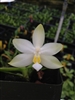 Phalaenopsis bellina var. alba