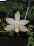Phalaenopsis bellina var. alba