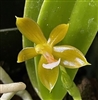 Phalaenopsis cornu-cervi v. aurea