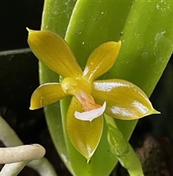 Phalaenopsis cornu-cervi v. aurea