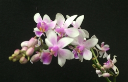 Phalaenopsis equestris v. formosanum x deliciosa