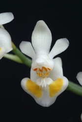 Phalaenopsis gibbosa