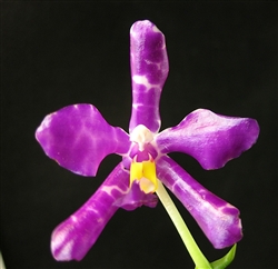 Phalaenopsis pulchra