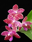 Phalaenopsis leuddemanniana