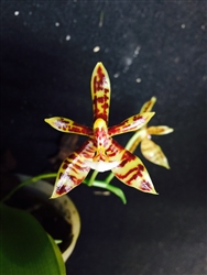 Phalaenopsis mannii