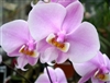 Phalaenopsis schilleriana