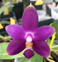 Phalaenopsis bellina var. coerulea x violacea 'USABlue'