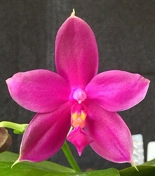 Phalaenopsis violacea v. sumatrana 'Red #1'