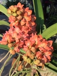 Rhynchostylis gigantea v. orange