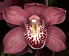 Cymbidium Cumberland Blues â€˜Purple Hazeâ€™