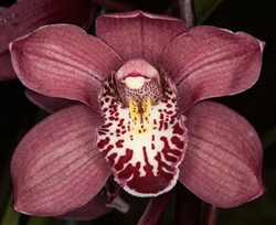 Cymbidium Cumberland Blues â€˜Purple Hazeâ€™