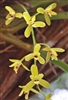 Cymbidium madidum