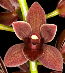 Cymbidium Dorothy Stockstill 'Forgotten Fruits' (Pendulous Type)