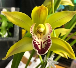 Cymbidium Golden Tiger x Belgian Therapy