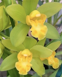 Cymbidium Green Maureen