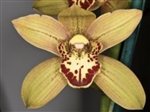 Cymbidium Kusuda Shining