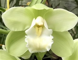 Cymbidium Loch Bailey