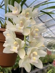 Cymbidium Passionate Rod (Pendulous Type)