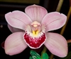 Cymbidium Street of Gold