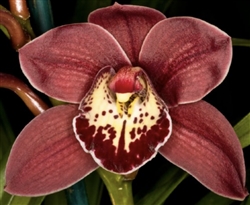 Cymbidium Suzie Q