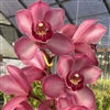 Cymbidium Vanna Rose