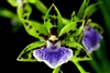 Zygopetalum Mathina Meadows