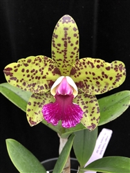 Cattleya Cantagalo x Sunspots