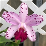 Cattleya Interglossa