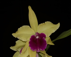 Cattleya Luminosa (dowiana x tenebrosa)