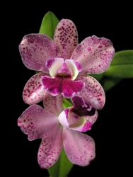 Cattleya Pauwela Polka Dots