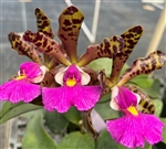 Cattleya Peckhaviensis