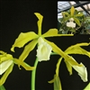 Laelia tenebrosa h.f. alba x Cat. aclandiae v. alba