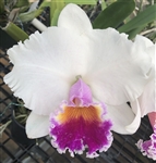 Blc. Aloha Spirit 'Lynne' AM/AOS