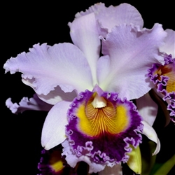 Cattleya Dinard 'Blue Heaven' AM/AOS