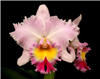 Rlc. Exotic's Perfection 'Blushed' AM/AOS x self