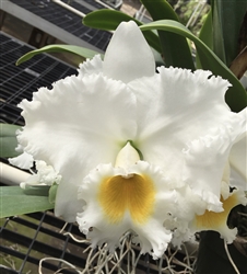 Blc. Exotic's Summer Cloud 'White Crystal'