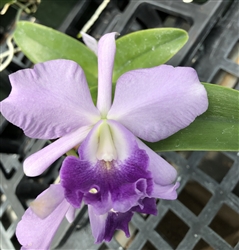 Cattleya Floralia's Azul x bowringiana v. coerulea