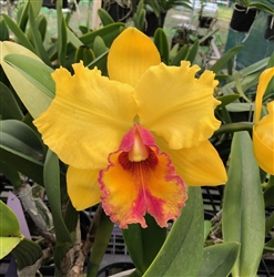 Blc. Golden Angel 'Paradise'