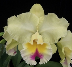 Blc. Goldenzelle 'Lemon Chiffon' AM/AOS