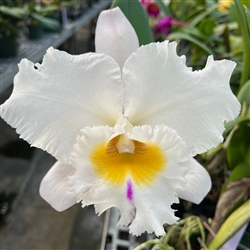 Rlc. Good News 'Yuki'