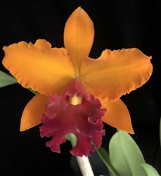 Blc. Gorgeous Gold 'Pokai' x Blc. Williette Wong 'The Best'