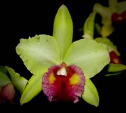 Blc. Haiku Glow