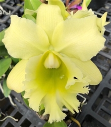 Blc. Haiku Glow 'Pauwela' x Bill Blietz 'Exotic Orchids'