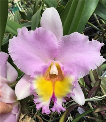 Blc. Haleakala Sunrise 'Pauwela Pink'