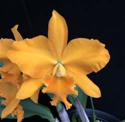 Blc. Haw Yuan Gold '0-2' AM/AOS