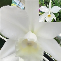 Cattleya Hawaiian Wedding Song x jenmanii v. alba